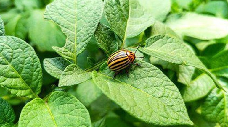 Переваги збирання жуків в оптимальний час