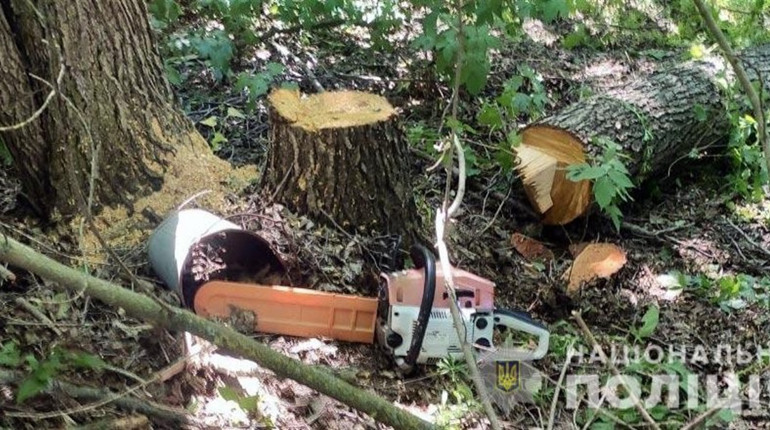 Напиляв дерев на штраф: на Гадяччині викрили незаконну рубку дерев