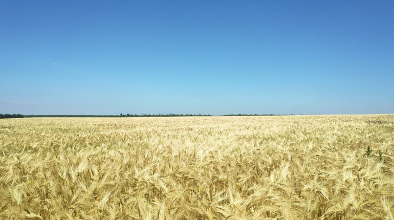 У Миколаївській області тривають жнива: ситуація на Первомайщині та обстрілюваній Березнегуватщині