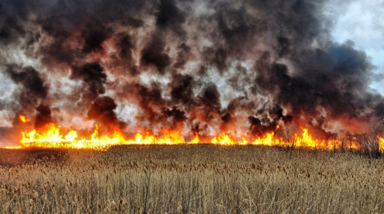 На Пологівщині сталися 2 масштабні пожежі: горіло поле у 100 га та резервуар з зерном