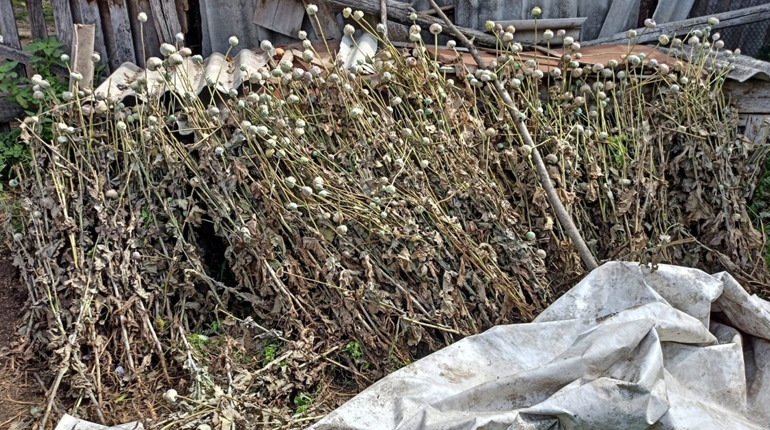 Поліцейські Ніжинського району знищили незаконний посів снотворного маку