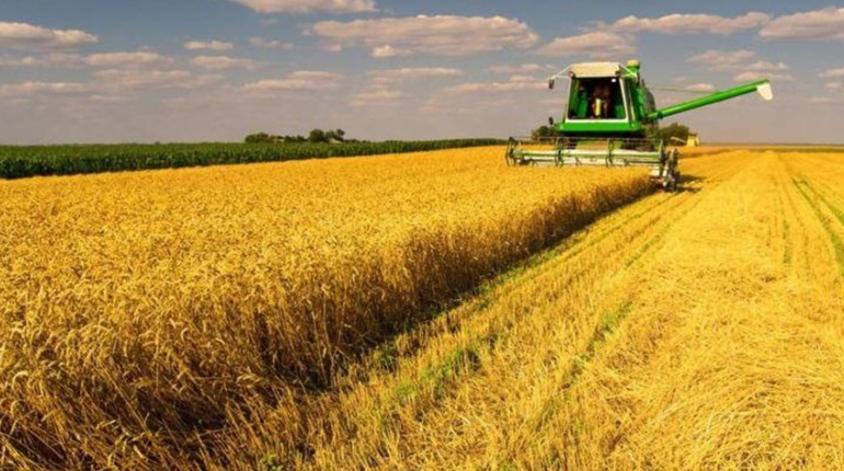 Хмельниччина лідирує по урожайності зернових культур