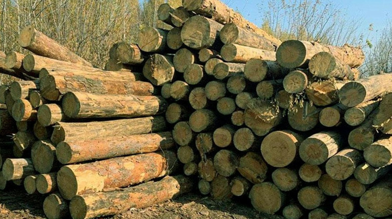 Заготівля деревини "по-чорному"