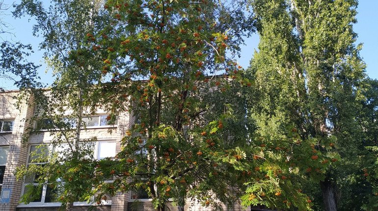 В Южноукраїнську буде по-осінньому похмуро: прогноз на тиждень