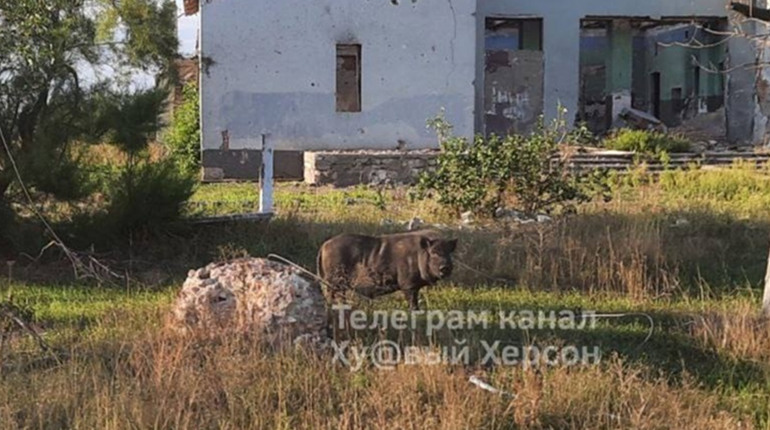 У Високопіллі місцеві зустрічали ЗСУ вигуками "Слава Україні!", а окупанти покинули особисті речі