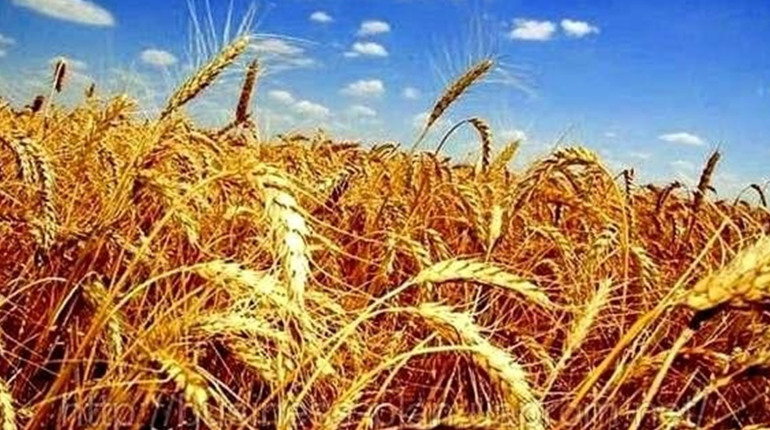 Нові реалії аграріїв: як проходять жнива у Новоград-Волинському районі
