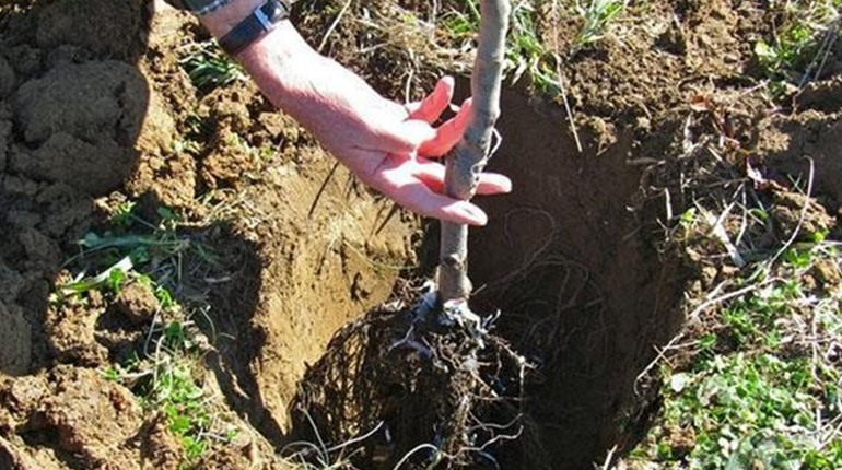 222 дерева впродовж двох тижнів висадять у Ніжині комунальники