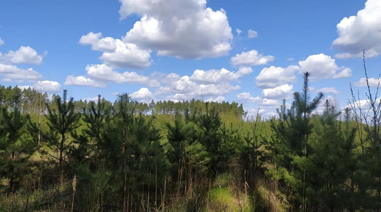 Що відбувається із Гадяцьким лісгоспом