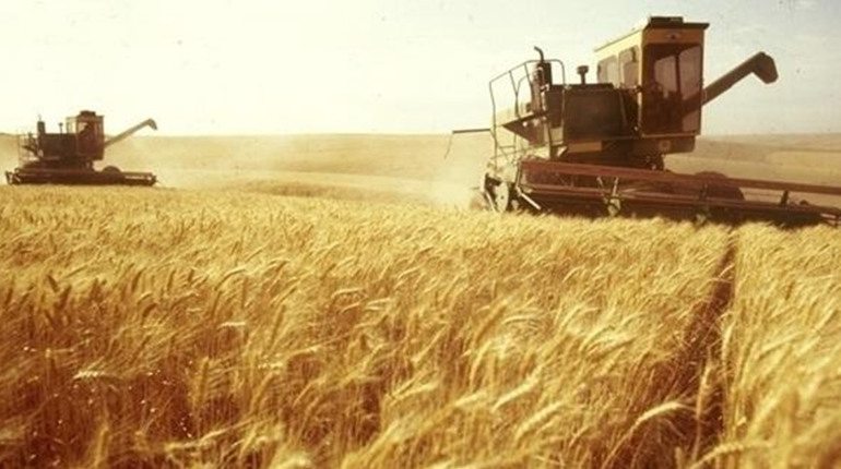 Збір урожаю: аграрії Полтавщини намолотили понад 2 млн тонн зернових та зернобобових