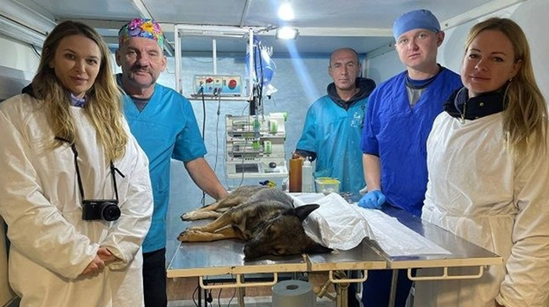У Лозовій зоозахисники безкоштовно стерилізують та вакцинують безпритульних тварин