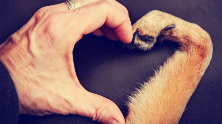 🐶Одеські рятувальники дістали собаку, який провалився у вигрібну яму - ФОТО