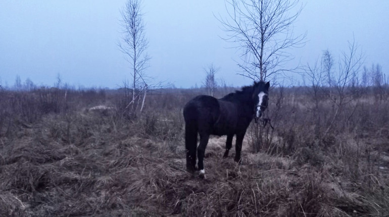 Жительці Сарненського району загрожує до восьми років за крадені гроші та «позиченого» коня