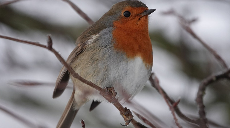 Погода в Барі на третій тиждень лютого: обіцяють і дощ, і сніг, і мороз, і потепління