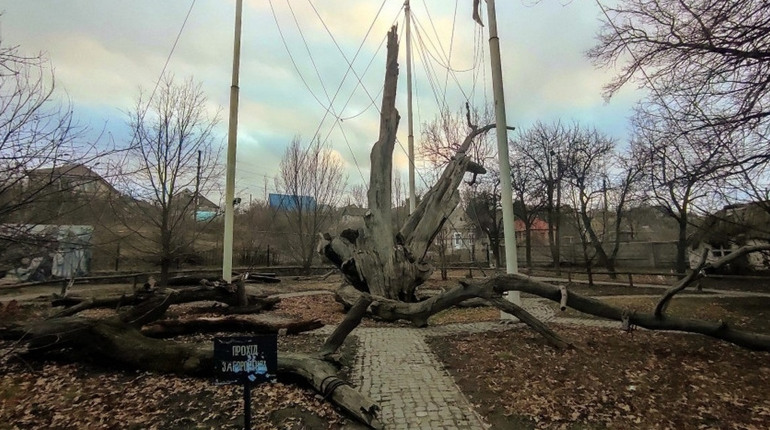Новина, що найстаріше дерево України — 700-літній Запорізький дуб загинув — фейк