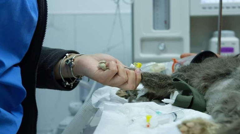 У Смілі продовжується безкоштовна стерилізація безпритульних тварин