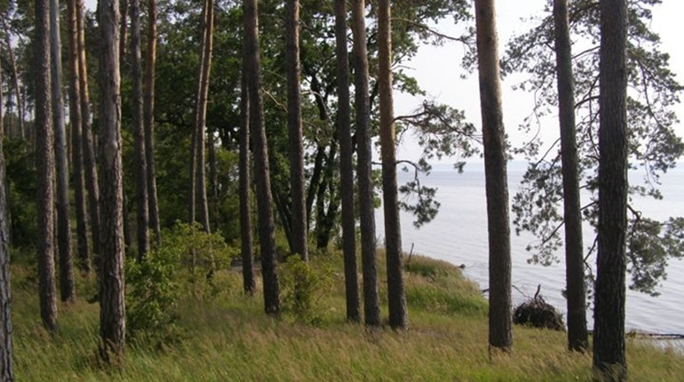 Директора Національного парку «Білоозерський», що на Переяславщині, підозрюють у незаконній вирубці