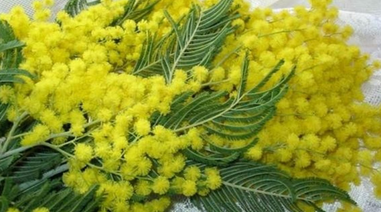 ТАЄМНИЧА КВІТКА «МІМОЗИ»