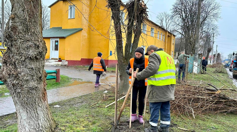 У Рокитному невідомі пошкодили 40 червоних дубів