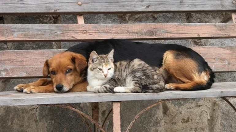 В Южноукраїнській громаді зоозахисники UAnimals безкоштовно стерилізуватимуть безпритульних тварин