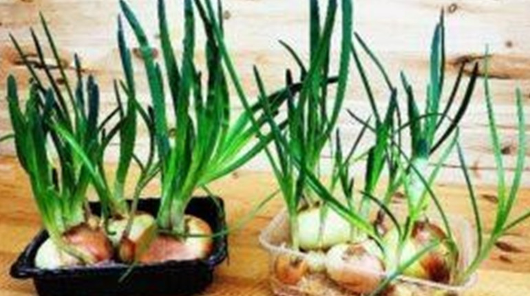 Як виростити цибулю на зелень і мати її весь сезон