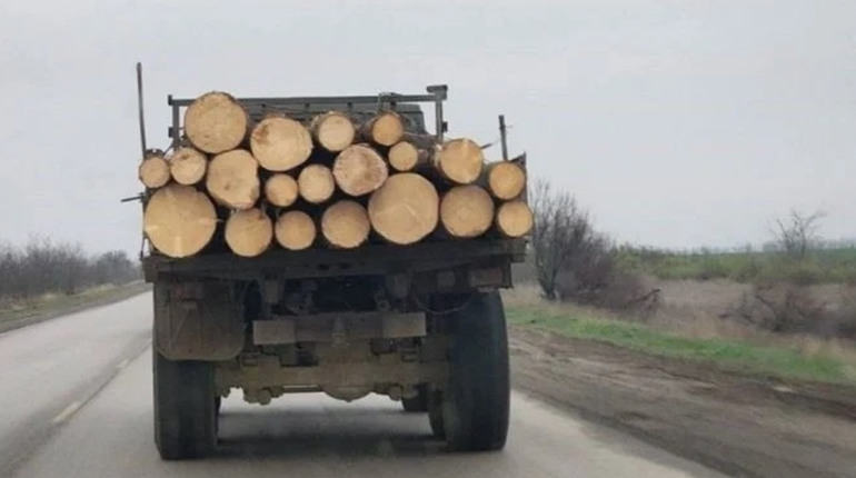 У Мелітопольському районі росіяни масово вирубують ліс: продають і будують укріплення