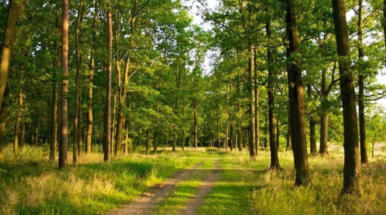 Що потрібно для безпечної прогулянки лісом