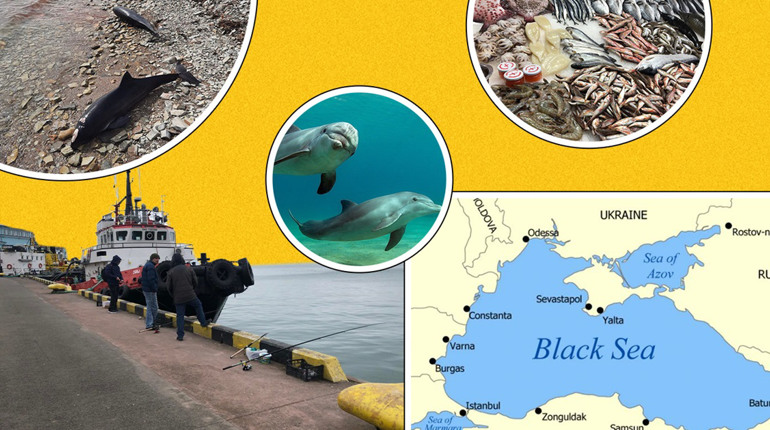 Сліди війни в Чорному морі: чому дельфіни в небезпеці