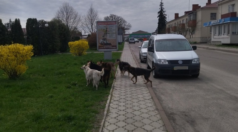 У Володимирці відловлюють бродячих собак на вулицях. Що буде із тваринами?