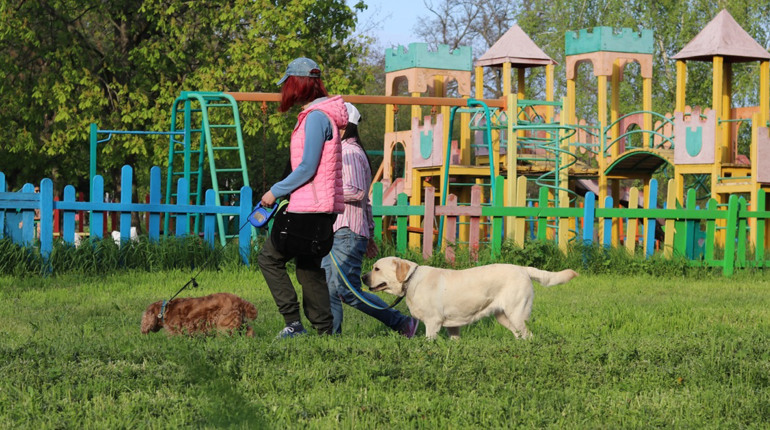 Період активності кліщів: як уберегти тварину та допомогти при укусах - поради ветеринара