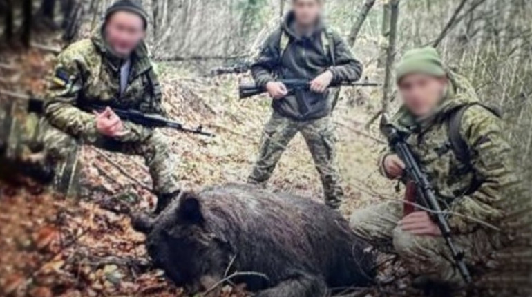 Прикордонників Закарпаття підозрюють у незаконному вбивстві ведмедиці, у якої лишились ведмежата