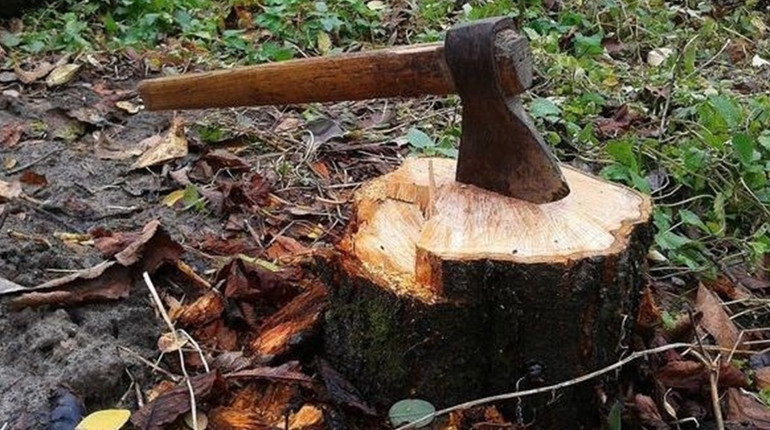 У Запорізькій області судитимуть "чорного лісоруба", який завдав збитків на 150 тисяч гривень