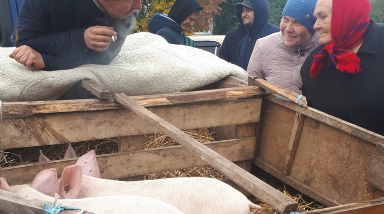 Переяславські ціни на малих поросят, як і по всій Україні, – 300 гривень за кіло живої ваги