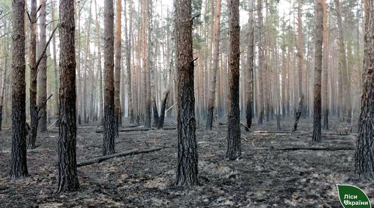 Чернігівщину 16 травня обстріляли росіяни. Почалися лісові пожежі