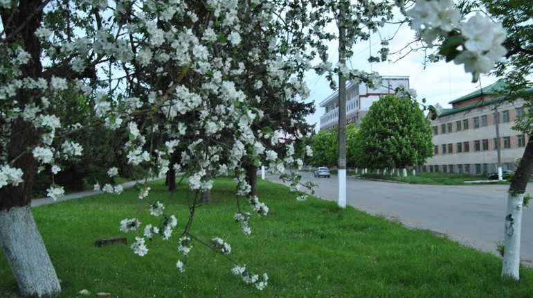 Відгадайте дерева Городоччини за світлинами. Тест на уважність