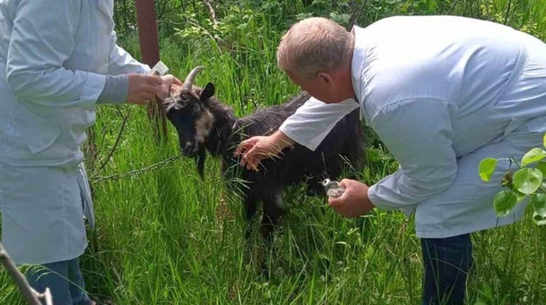 У Подільському районі одразу у двох громадах почали масово хворіти кози та корови