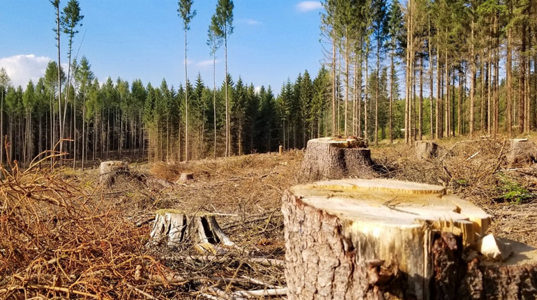 Недбалість лісгоспів знищує ліс: за що судитимуть державні підприємства Закарпаття