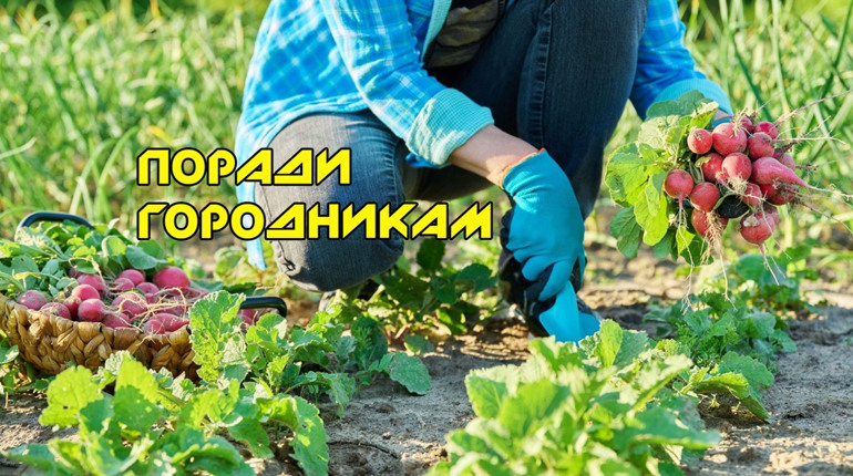 Щоб троянди пишно квітували, а морква не розтріскувалася: поради городникам і квітникарям на червень