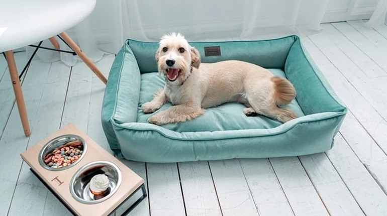 Почему так важны лежанки для собак