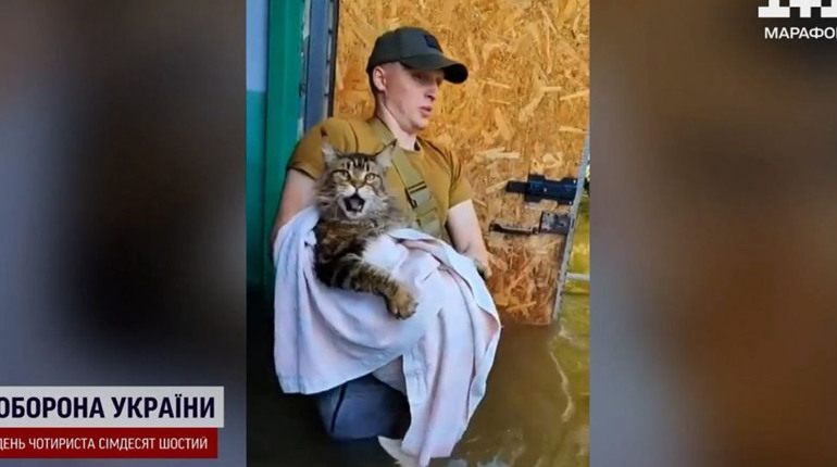 Евакуювали човном під обстрілами: історія порятунку мейн-куна Макса із Херсона