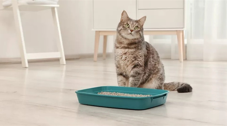 Как выбрать лоток для кошки