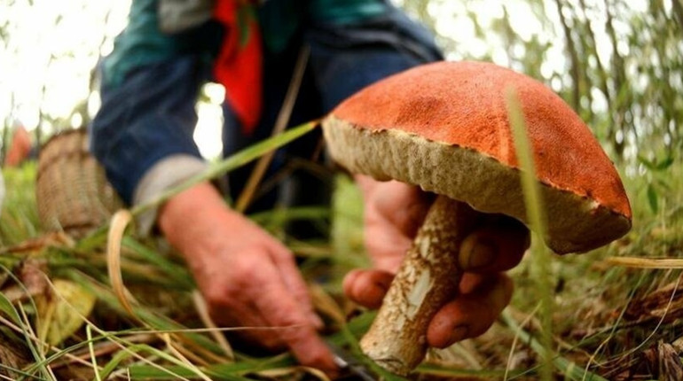 На Чернігівщині 55-річна жінка померла від отруєння грибами