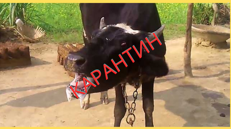 На частині Покровського району оголошено карантин через сказ