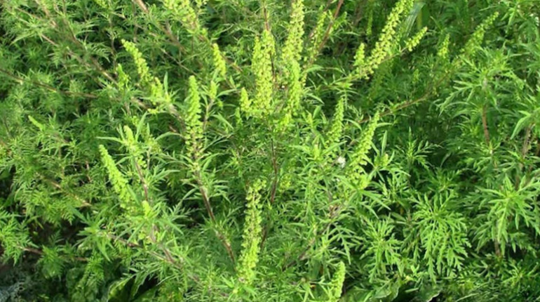 Шкідливий бур’ян: у Держпродспоживслужбі пояснили, чим небезпечна амброзія та як з нею боротися