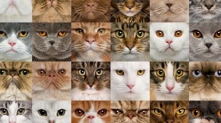 Які бувають породи котів?