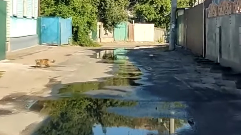 Утилізація відходів в Чернігові: чому на вулиці Василя Симоненка стоїть сморід