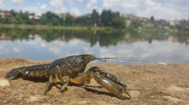У жовтні на Сумщині дозволено вилов раків
