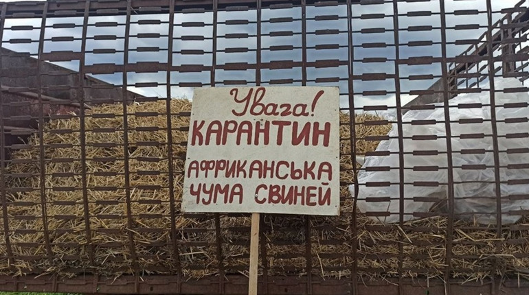 В Долинській та Устинівській громадах ввели карантин через спалах африканської чуми свиней