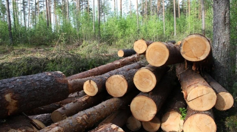 Вирубали лісу на мільйон. На Лозівщині поліцейські викрили групу осіб у незаконній порубці дерев