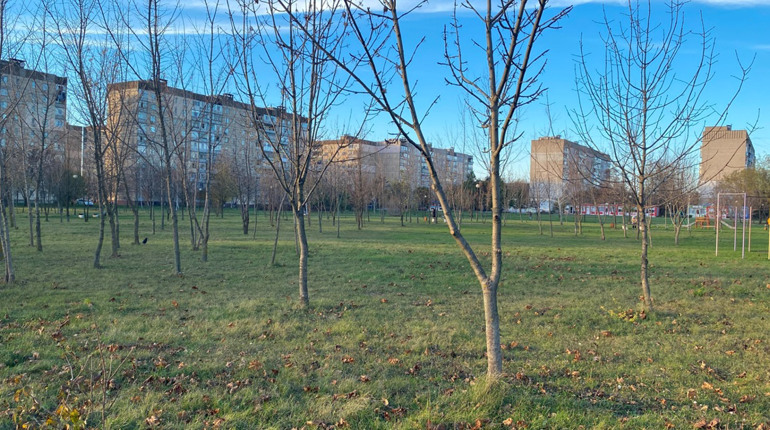 У Жовтих Водах почистили від гілля та паростків парк: відео