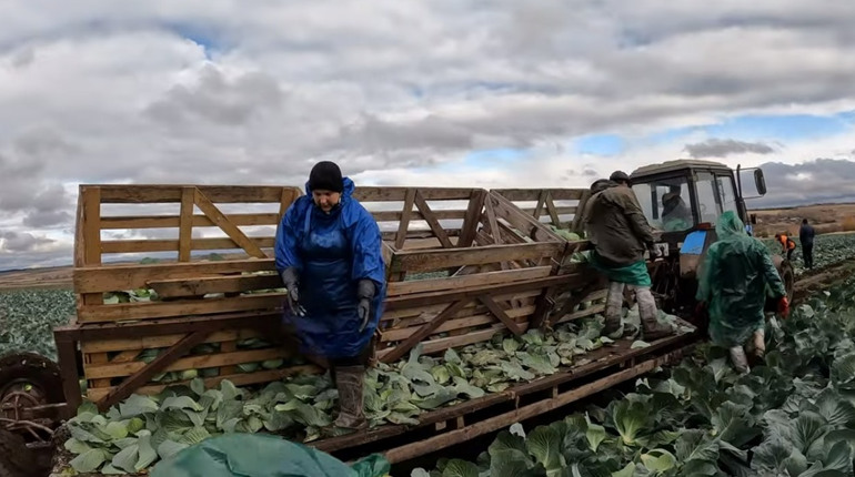 Найбільше вродило картоплі та капусти: Одещина завершила збір продуктів борщового набору